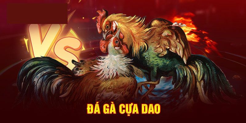 Luật và quy định chơi đá gà cựa dao bạn cần biết