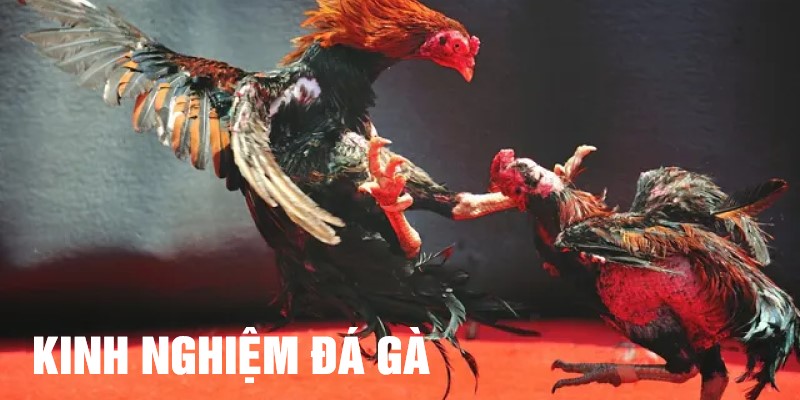 Những kinh nghiệm thắng lợi đá gà cựa sắt