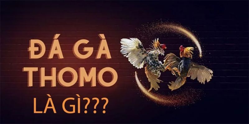 Giới thiệu đôi nét về bộ môn Đá gà thomo