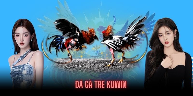 Khái niệm về đá gà tre tại Kuwin