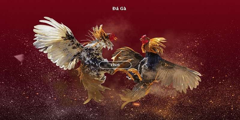 Tìm hiểu thông tin khái quát về đá gà cựa dao